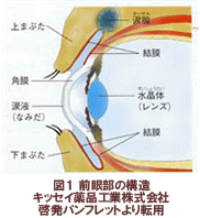 前眼部の構造